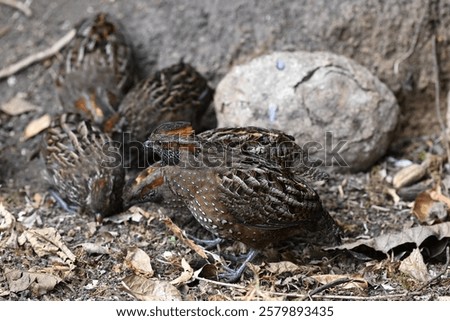 Similar – Foto Bild Küstenschutz mit Vogel in Friesland