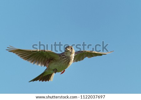 Shutterstock Puzzlepix