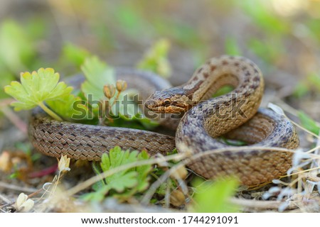 Smooth Snake - Coronella austriaca  species of non-venomous brown snake in the family Colubridae. The species is found in northern and central Europe, but also as far east as northern Iran.