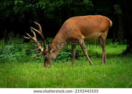 Similar – Image, Stock Photo Red Deer (Cervus elaphus) Stag bellowing during the rut.