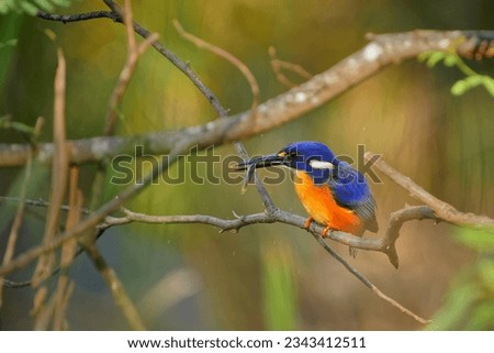 Similar – Foto Bild Eisvogel mit Fisch im Schnabel