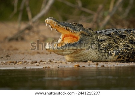 Similar – Image, Stock Photo smile Animal Wild animal