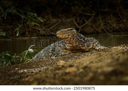 Image, Stock Photo salvation for hunters