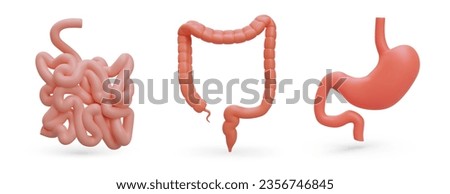 Set of realistic organs of gastrointestinal tract. Human digestive system. 3G stomach, small intestine, large intestine. Color isolated vector illustration with shadows