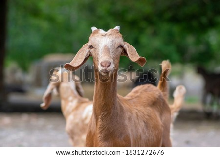 Similar – Image, Stock Photo Goat (Capra aegagrus hircus). Jandia. Fuerteventura. Canary Islands. Spain.