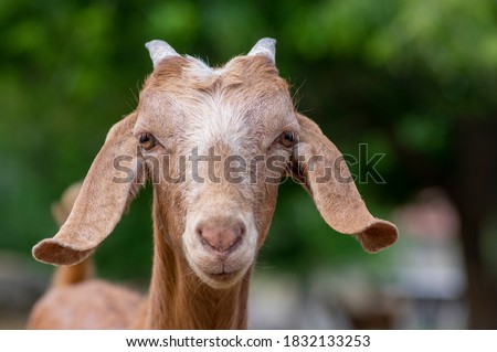 Similar – Image, Stock Photo Goat (Capra aegagrus hircus). Jandia. Fuerteventura. Canary Islands. Spain.