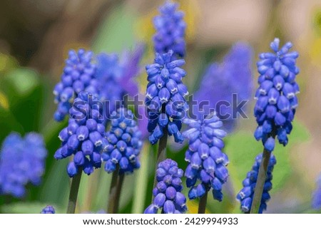 Similar – Image, Stock Photo grape hyacinth Muscari