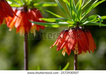 Similar – Image, Stock Photo Fritillaria imperialis (crown imperial, fritillary or kaiser crown) is a species of flowering plant in the lily family. Close-up