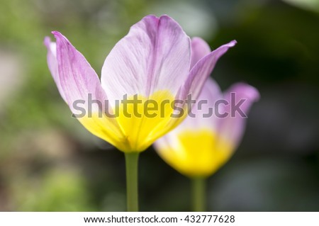 Similar – Image, Stock Photo Tulip Lilac Wonder Light