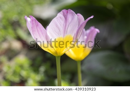 Similar – Image, Stock Photo Tulip Lilac Wonder Light