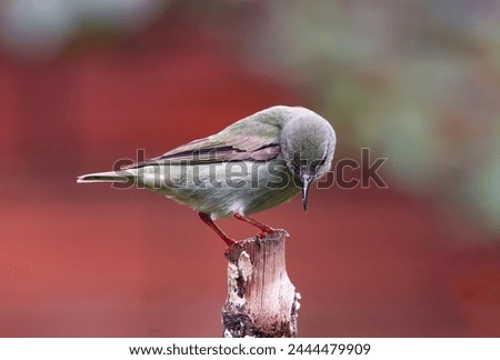 Foto Bild Vogel schaut von einer mit Stoff bespannten Terrasse herunter