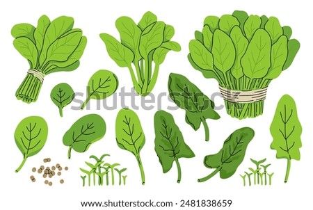 Fresh juicy raw leaf spinach isolated on a white background. Healthy diet, vegetarian food. Green salad plant collection in flat style. Leaves, seeds and bunch of greens.