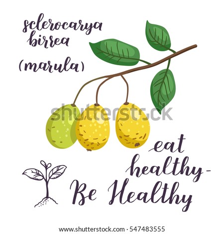 Marula fruit with leaves. Sclerocarya birrea. Super food isolated objects on white background. Vector illustration with healthy eating quote.