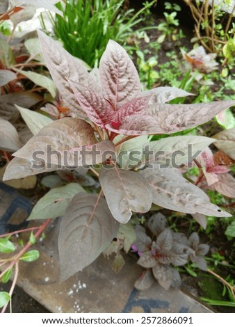 Similar – Image, Stock Photo Quail in the grass