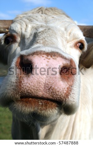 Photo of beautiful brown cow in a field, Portuguese Arouca Cow