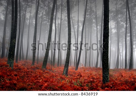 Similar – Image, Stock Photo Winter forest in fog (aerial view)