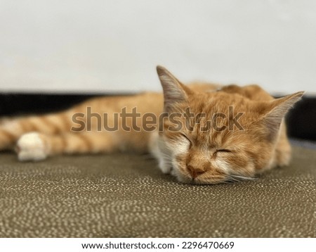 Similar – Image, Stock Photo Sleep very well in your bedstead