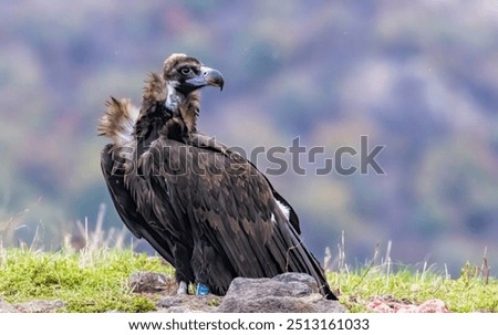 Similar – Image, Stock Photo Wild vulture sitting in nature