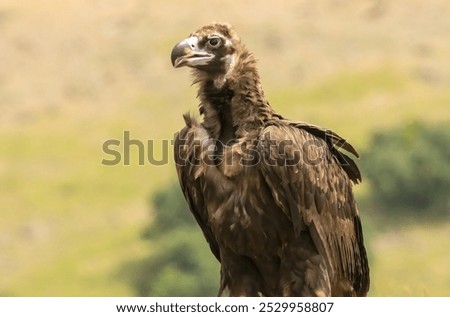 Image, Stock Photo Wild vulture sitting in nature