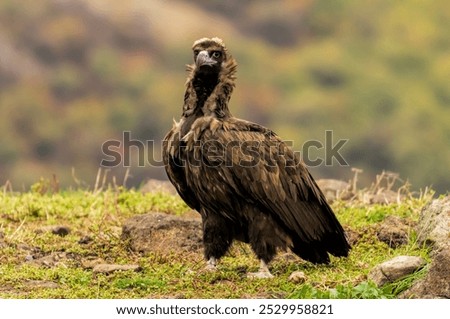 Similar – Image, Stock Photo Wild vulture sitting in nature