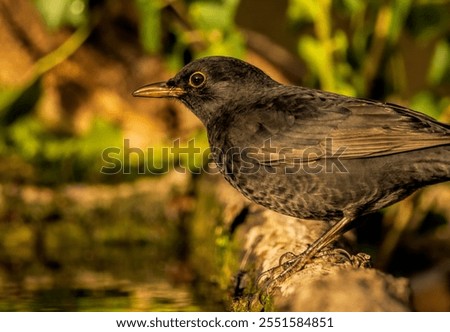 Similar – Foto Bild Junge Amsel sitzt auf Leiter und wird von Mutter mit Insekten gefüttert