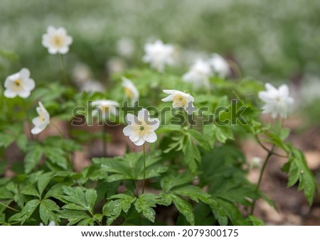 Blooming anemones Asher's anemone -Anemone nemorosa- in spring. Selective focus. Blurred background.