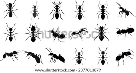 Black ants on white background vector illustration. Ants marching, working