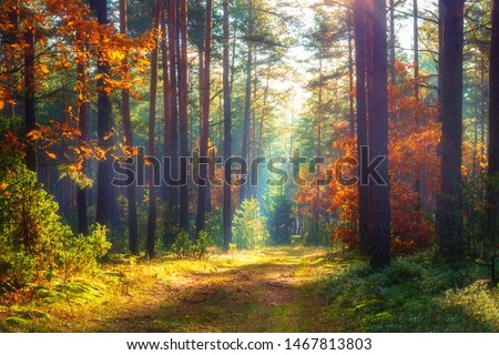 Autumn nature landscape. Sunny autumn forest. Beautiful colorful trees in woodland. Scenic wild nature