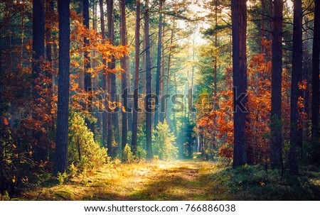 Photo of Autumn forest nature. Vivid morning in colorful forest with sun rays through branches of trees. Scenery of nature with sunlight