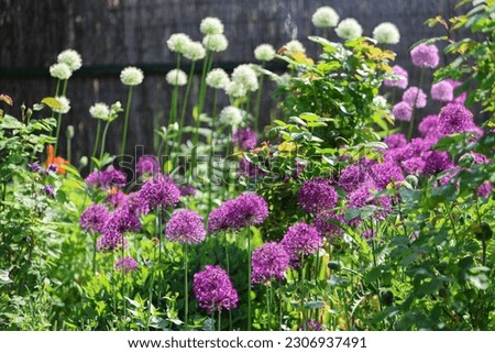 Similar – Image, Stock Photo Pink ornamental garlic with drops of water