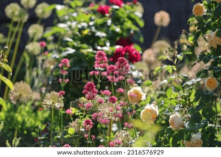 Similar – Image, Stock Photo A scent of summer Cosmea