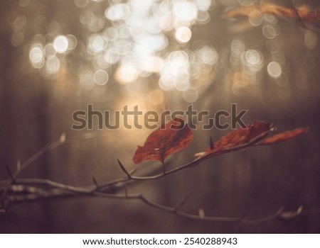 Similar – Image, Stock Photo unsharp detail of an eye