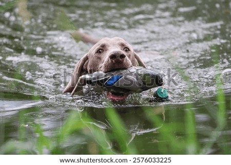 Similar – Foto Bild Weimaraner Jagdhund in einem nebligen Wald wartet auf Abruf