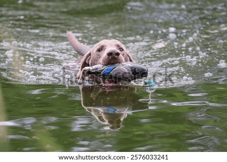 Similar – Foto Bild Weimaraner Jagdhund in einem nebligen Wald wartet auf Abruf