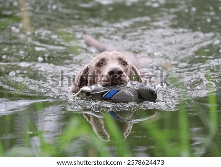 Similar – Foto Bild Weimaraner Jagdhund in einem nebligen Wald wartet auf Abruf