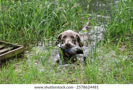 Similar – Foto Bild Weimaraner Jagdhund in einem nebligen Wald wartet auf Abruf