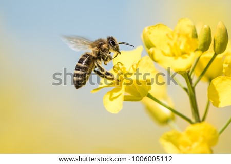 Similar – Image, Stock Photo Bee flies on blue grape hyacinth