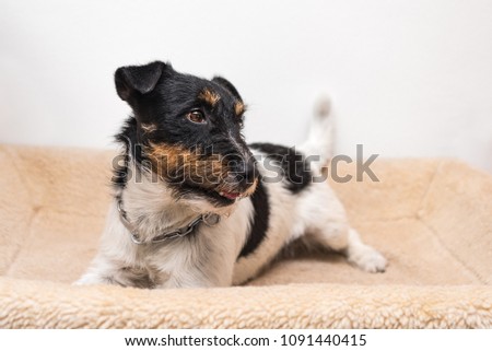 Similar – Image, Stock Photo Kleiner Terrier Hund liegt auf den Beinen einer Frau mit Blick in die Kamera