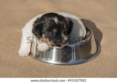 Similar – Image, Stock Photo Kleiner Terrier Hund liegt auf den Beinen einer Frau mit Blick in die Kamera