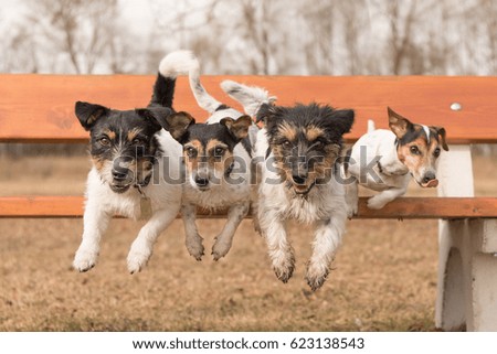 Similar – Image, Stock Photo Kleiner Terrier Hund liegt auf den Beinen einer Frau mit Blick in die Kamera