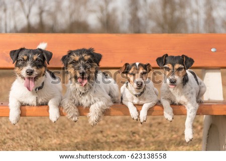 Similar – Image, Stock Photo Kleiner Terrier Hund liegt auf den Beinen einer Frau mit Blick in die Kamera