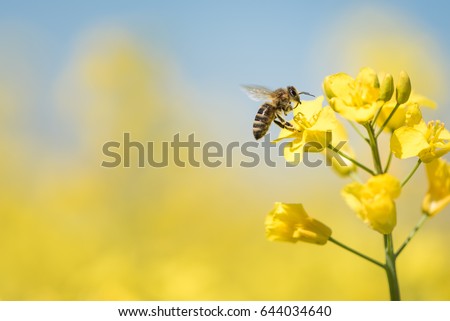 Similar – Image, Stock Photo Bee flies on blue grape hyacinth