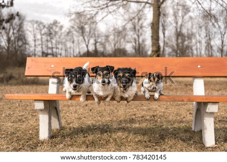 Similar – Image, Stock Photo Kleiner Terrier Hund liegt auf den Beinen einer Frau mit Blick in die Kamera