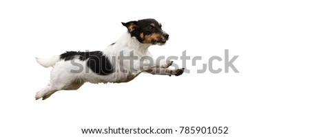 Similar – Image, Stock Photo Two dogs | Against all odds | Ploughing through the sea | The goal in sight