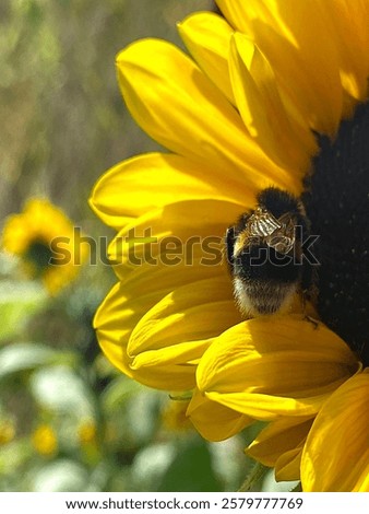 Similar – Image, Stock Photo A bumblebee sits on a yellow flower