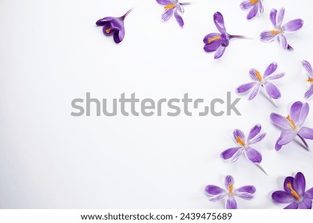 Image, Stock Photo Layout from crocus flowers