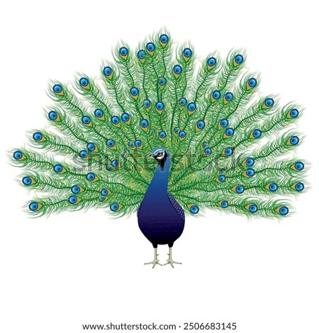 A vector of a beautifully detailed, realistic peacock ideal for nature-themed branding, educational materials, or custom art. Easily editable for various creative and decorative projects