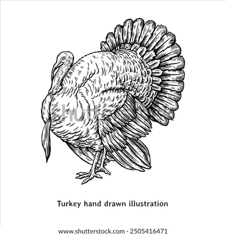 Turkey illustration. Turkey drawing. Turkey hand drawn illustration in vintage style. Thanksgiving turkey drawing