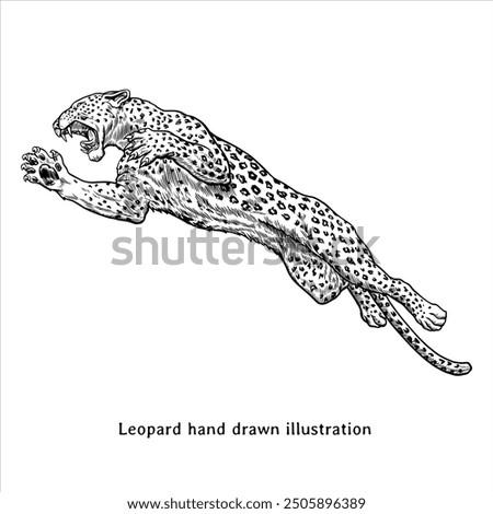 Leopard illustration. Leopard drawing. Leopard hand drawn illustration in vintage engraving style. Leopard sketch