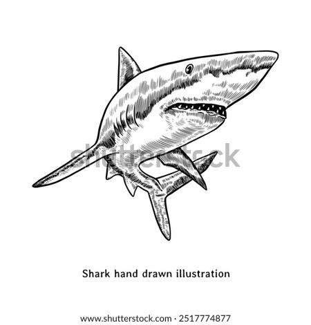 Shark illustration. Vintage shark hand drawn illustration	